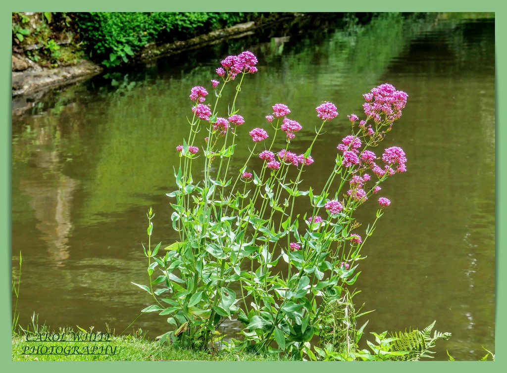 Flowers By The Lake by carolmw
