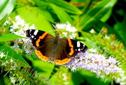 5th Jul 2020 - Red Admiral