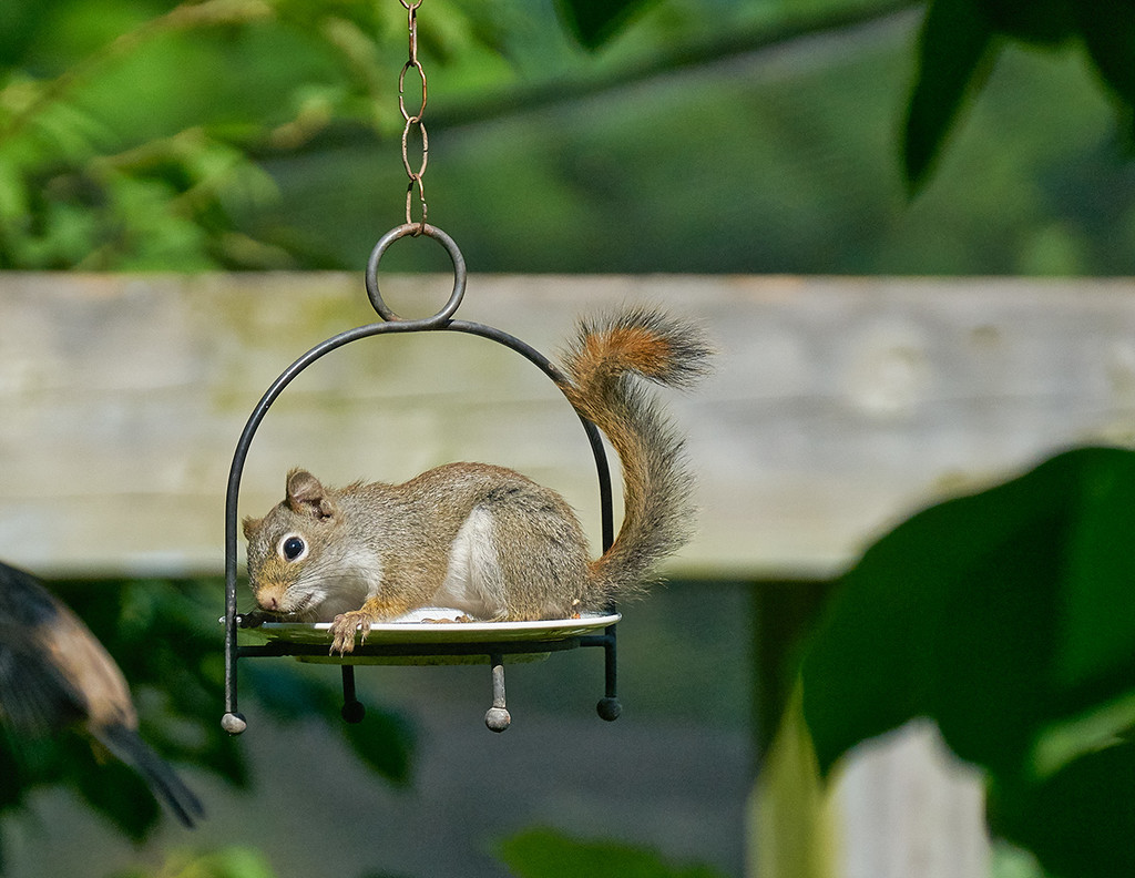 Plated Squirrel by gardencat