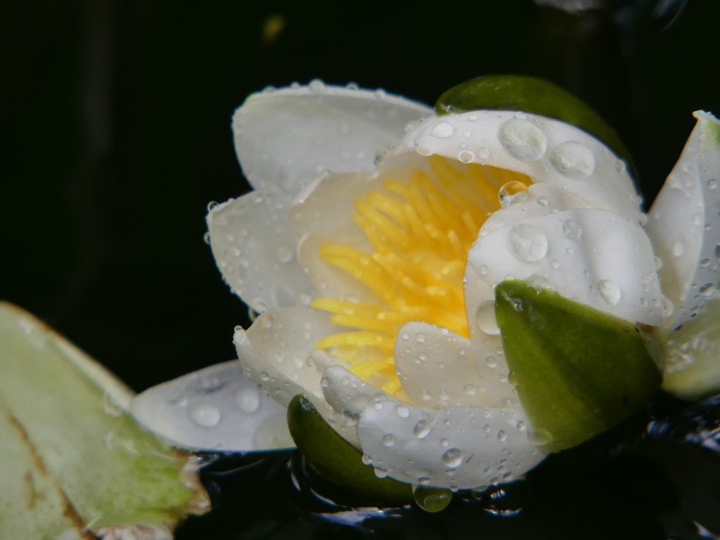 Word of the day: water lily by ideetje