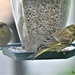 RK3_0388 He brought Mrs Greenfinch with him today by rosiekind