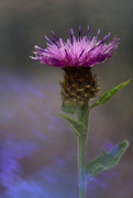 5th Jul 2020 - Meadow thistle.........
