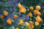 4th Jul 2020 - Poppies and Nepeta