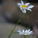 Daisy daisy by mjmaven