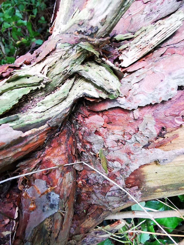 Fallen Tree ~ textures  by plainjaneandnononsense