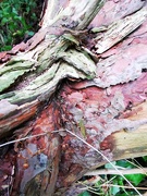 5th Jul 2020 - Fallen Tree ~ textures 