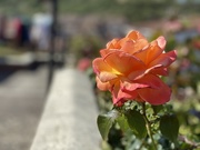 5th Jul 2020 - Orange flower 