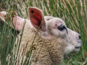 5th Jul 2020 - Spring Lamb