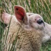 Spring Lamb by craftymeg
