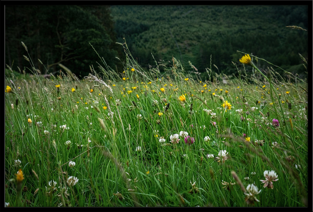 The low down on the meadow by ellida