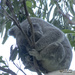 no one's calling my bum big by koalagardens