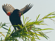 5th Jul 2020 - red-winged blackbird 