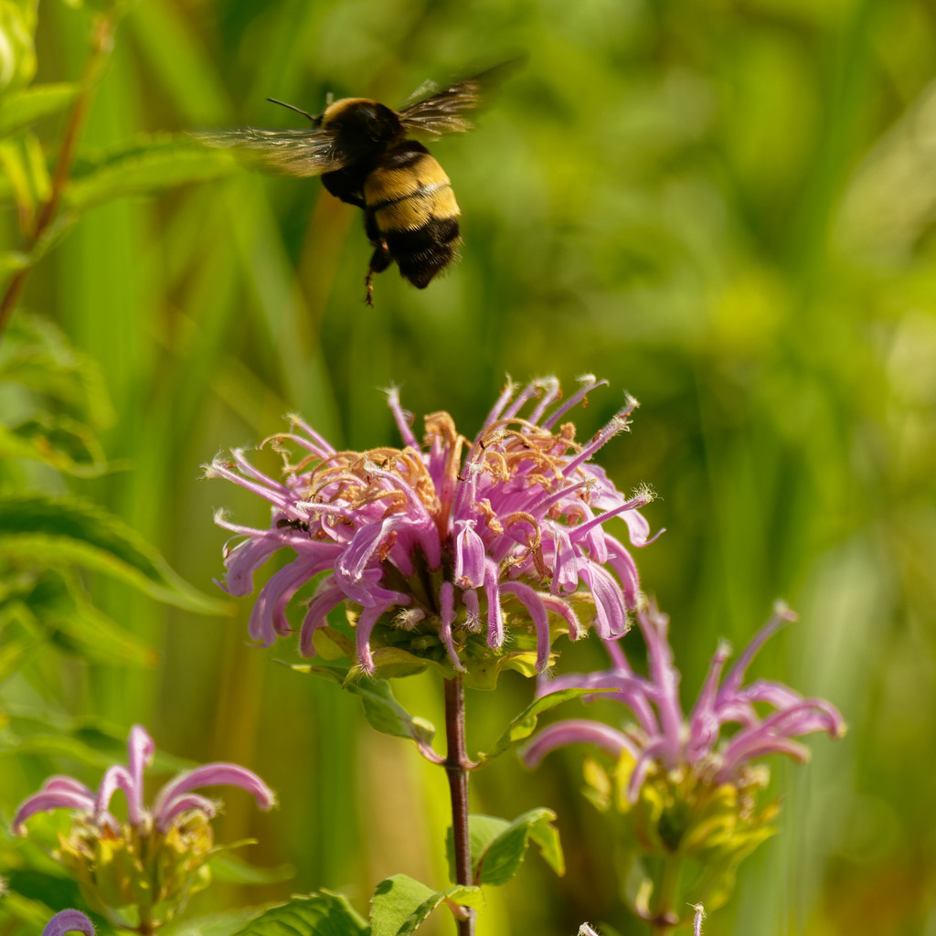 wild bergamot and bumble bee by rminer