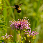5th Jul 2020 - wild bergamot and bumble bee