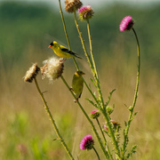 5th Jul 2020 - american goldfinch