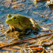 american bullfrog  by rminer