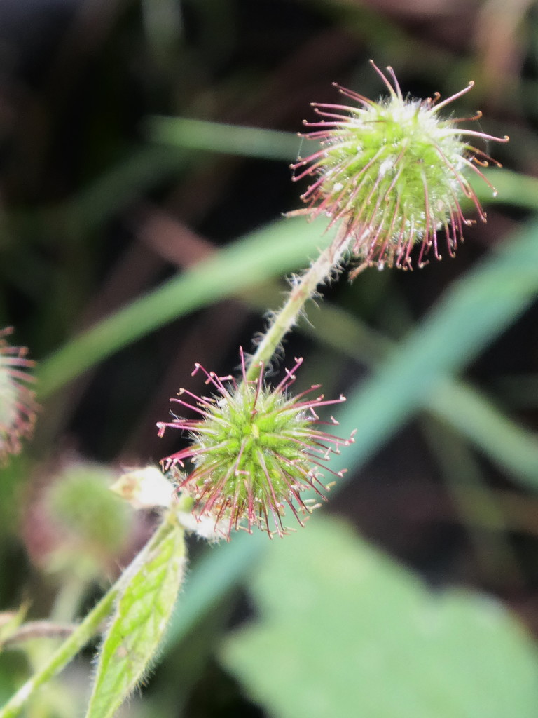 seed heads by speedwell