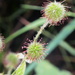 seed heads by speedwell