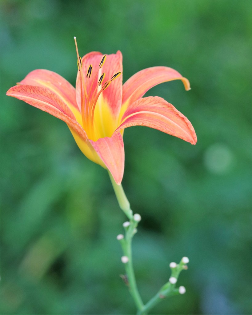 July 5: Lily by daisymiller
