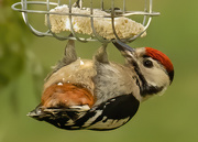 6th Jul 2020 - Greater Spotted Woodpecker
