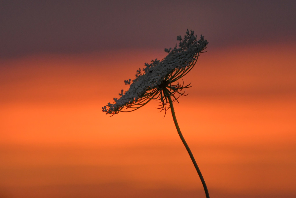 Queen Anne's Lace at Dusk by kareenking