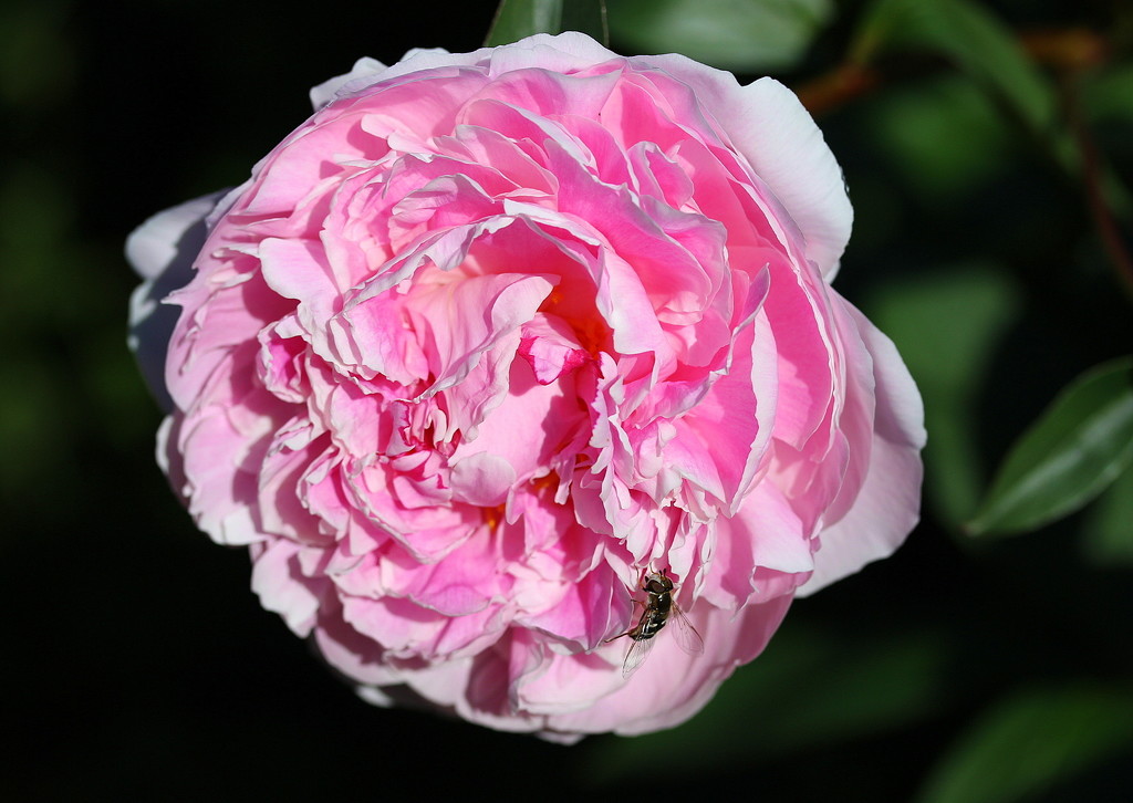 Peony visited by a fly.  by pyrrhula
