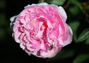 5th Jul 2020 - Peony visited by a fly. 
