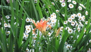 5th Jul 2020 - day lily