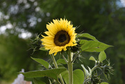 1st Jul 2020 - Our First Sunflower Bloom
