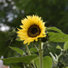 Our First Sunflower Bloom by bjywamer
