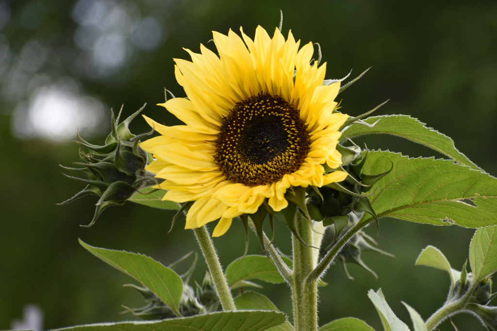 Sunflower...A Closer View by bjywamer