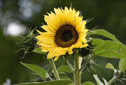 1st Jul 2020 - Sunflower...A Closer View