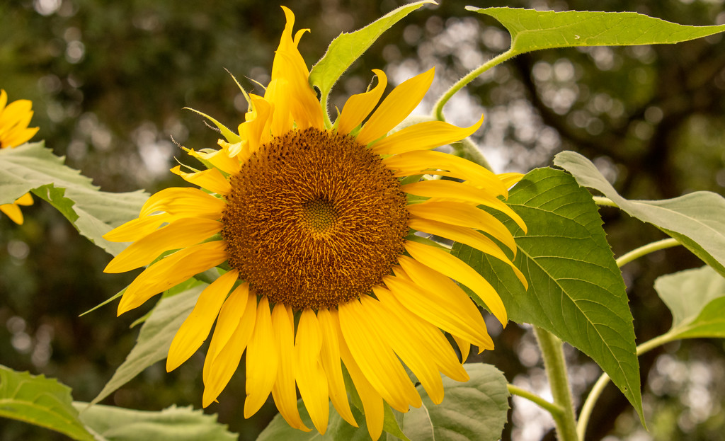 Giant Sunflower! by rickster549