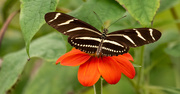 5th Jul 2020 - Zebrawing Butterfly!
