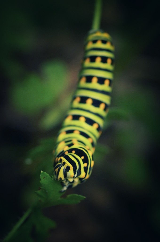 Eastern Black Swallowtail Caterpillar  by mzzhope