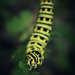 Eastern Black Swallowtail Caterpillar  by mzzhope