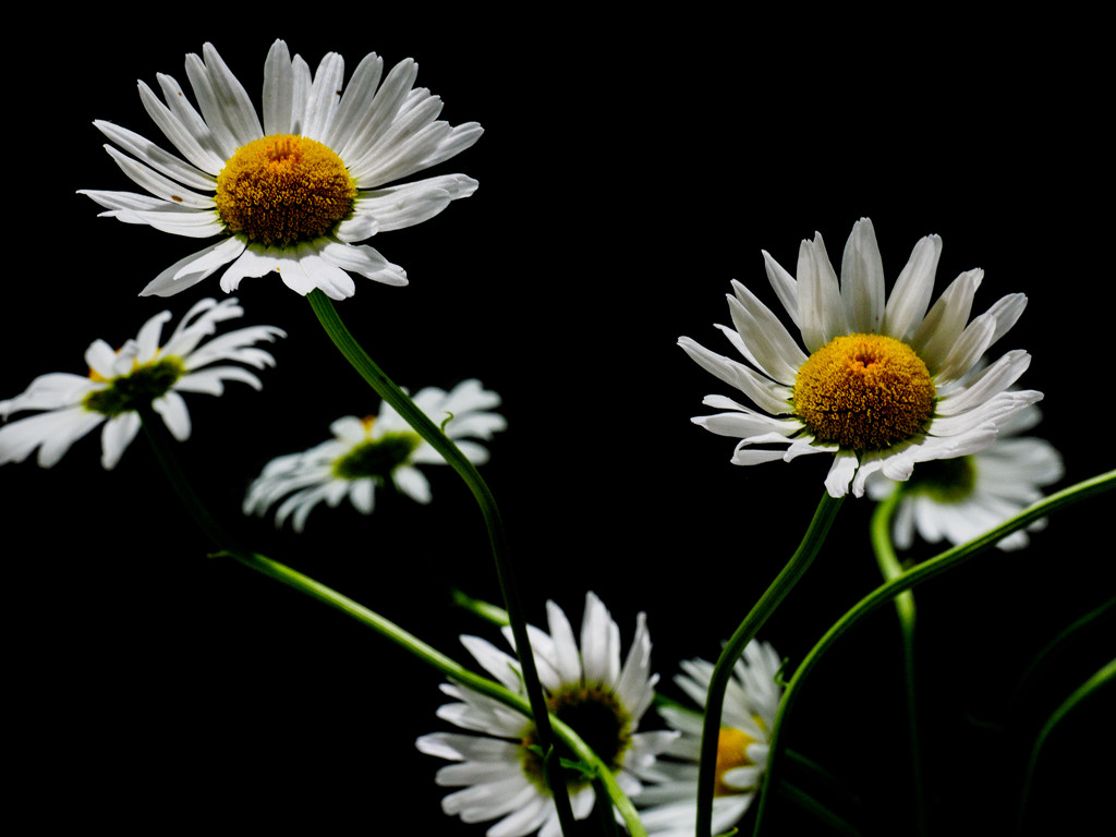 Daisies  by tosee