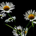 Daisies  by tosee