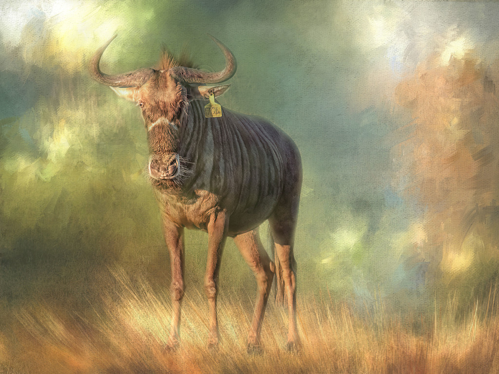Gnu, the funniest looking animal we have, by ludwigsdiana