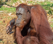 17th Sep 2019 - Male Orangutan