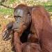 Male Orangutan by ianjb21