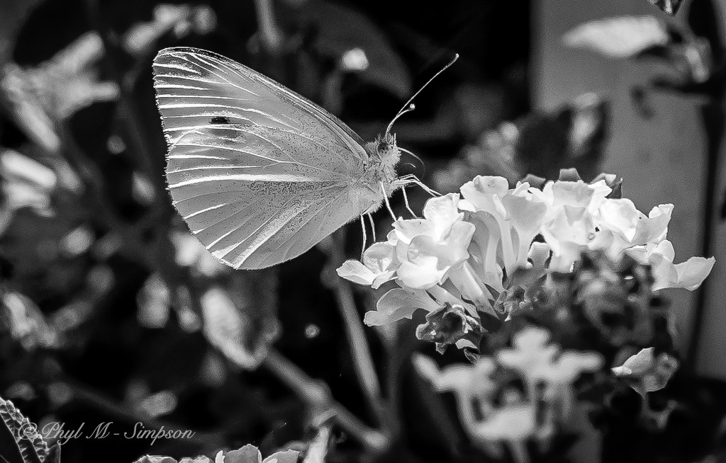 Flowers & Brimstone... Butterfly by elatedpixie