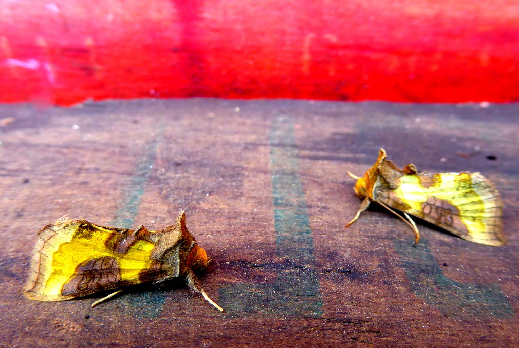 Burnished Brass by steveandkerry