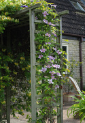 4th Jul 2020 - Clematis on number four arch