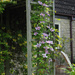 Clematis on number four arch by jon_lip