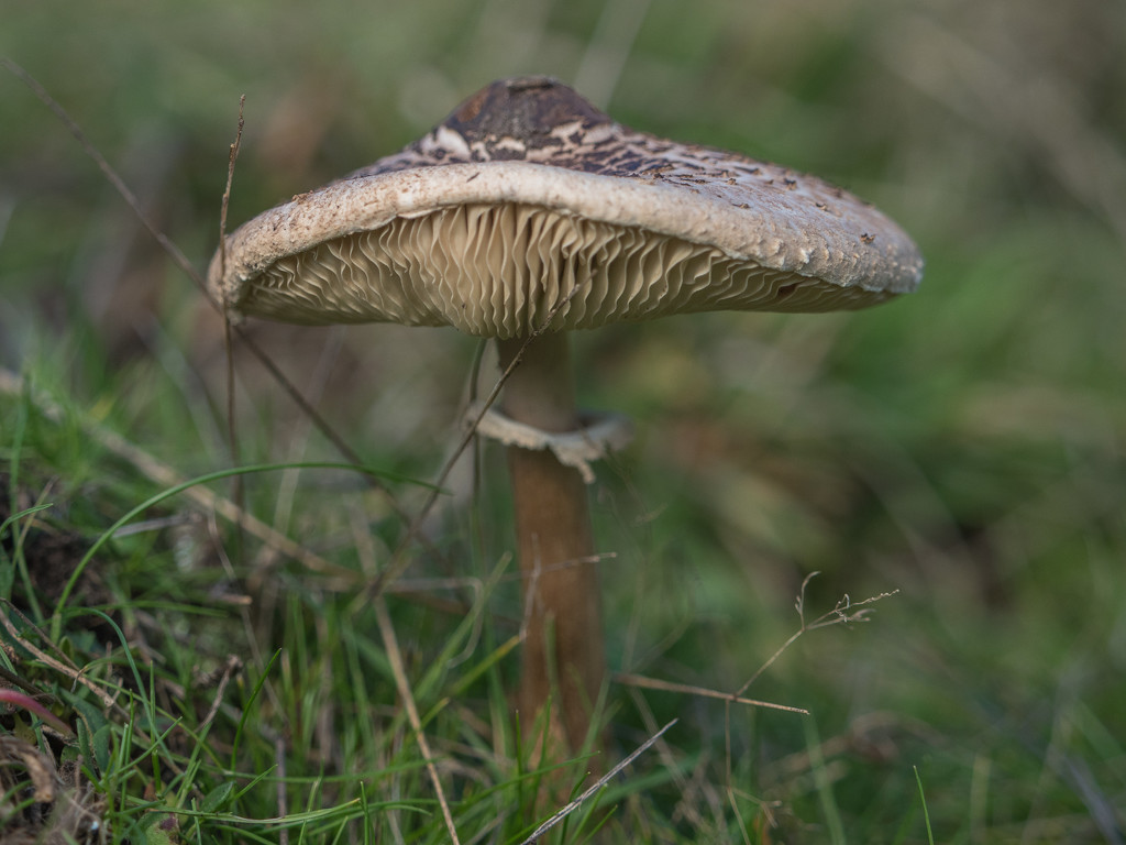 Mushroom by gosia