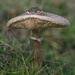 Mushroom by gosia