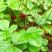 Wild strawberries by gabis