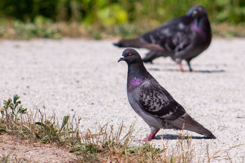 King Pigeon by tdaug80