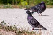 5th Jul 2020 - King Pigeon